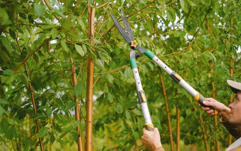 Tree trimming in Deferiet, NY